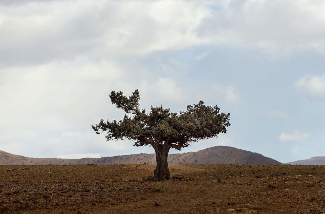 'Seul l'arbre qui a subi les assauts du vent est vraiment vigoureux, car c'est dans cette lutte que ses racines, mises à l'épreuve, se fortifient.' 

- Sénèque 

#ArganiaDay #Morocco