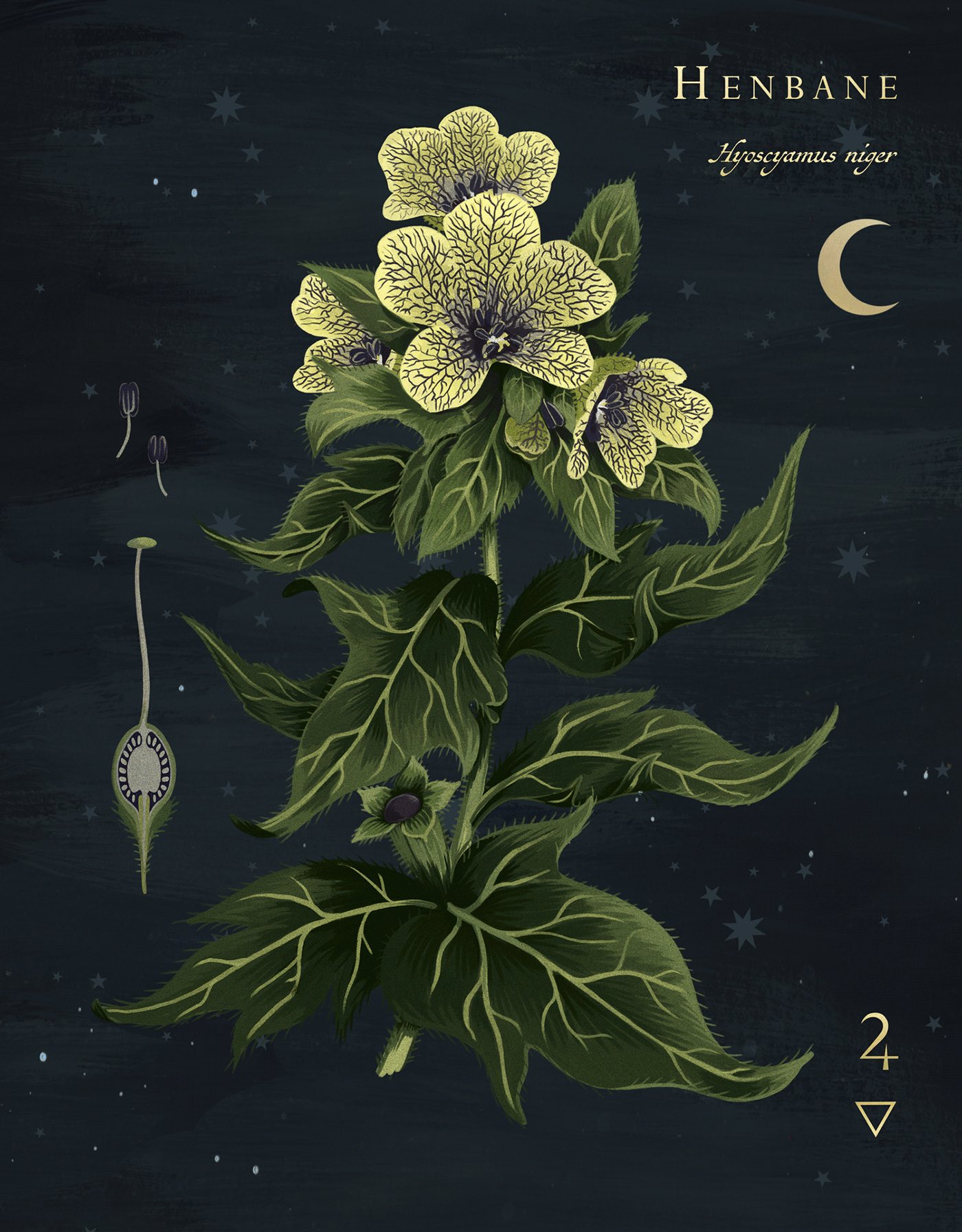 𝔐𝔬𝔯𝔟𝔦𝔡 𝔄𝔯𝔠𝔥𝔦𝔳𝔢𝔰 🕯💀🕯 on Twitter: "Henbane , Known as the ‘witches plant