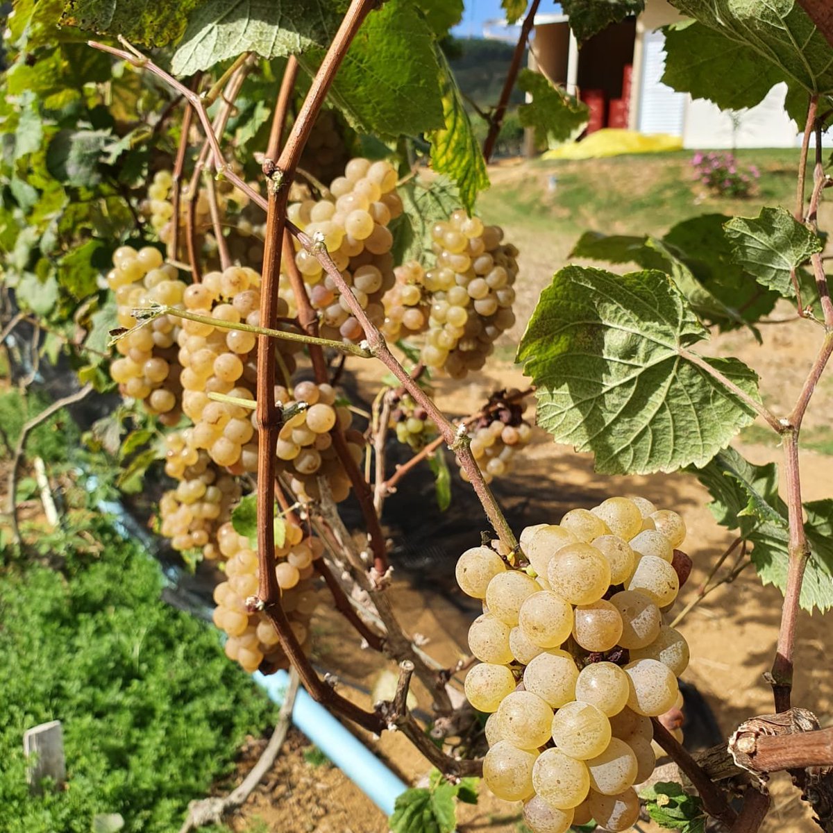 Alvarinho is a typical Portuguese grape, originating from Melgaço, Vinho Verde Region. But the Spanish try to claim its origin, claiming to be from Galicia. There it takes the name Albariño. It is one of the most remarkable white grape varieties and considered by many to be the…