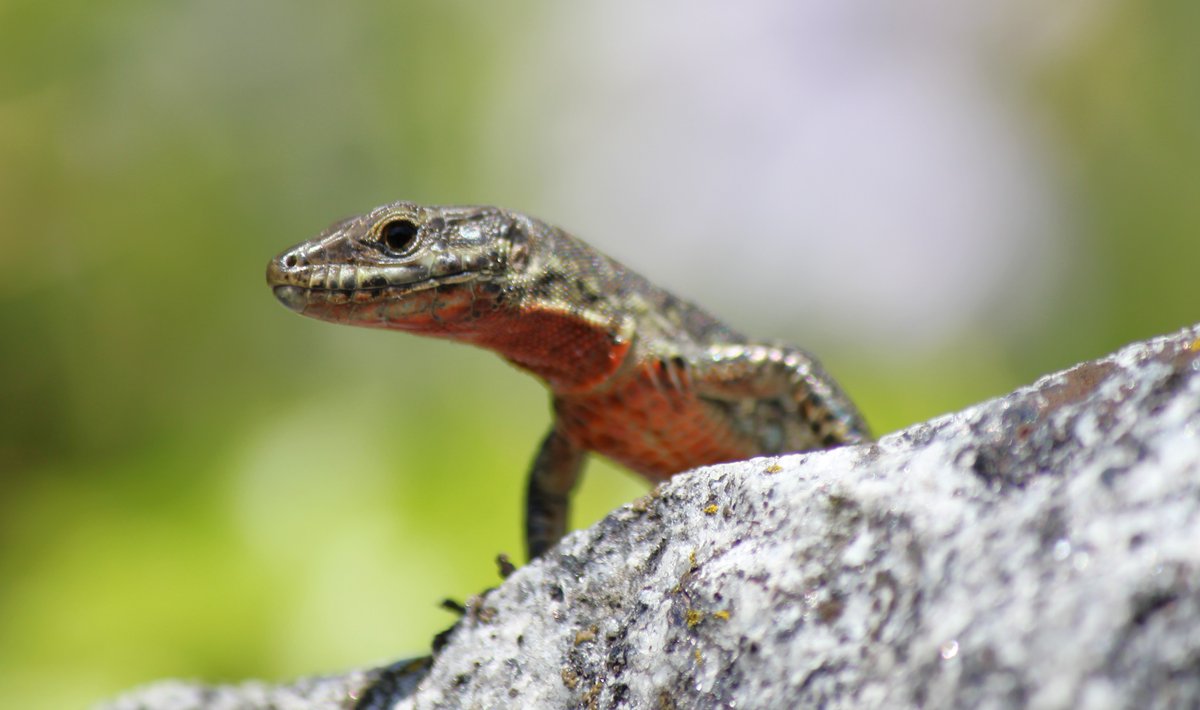 TrishHealson's tweet photo. My #Lizard #awyke #TrishLizardFotografie https://t.co/PBhu6IfTV8