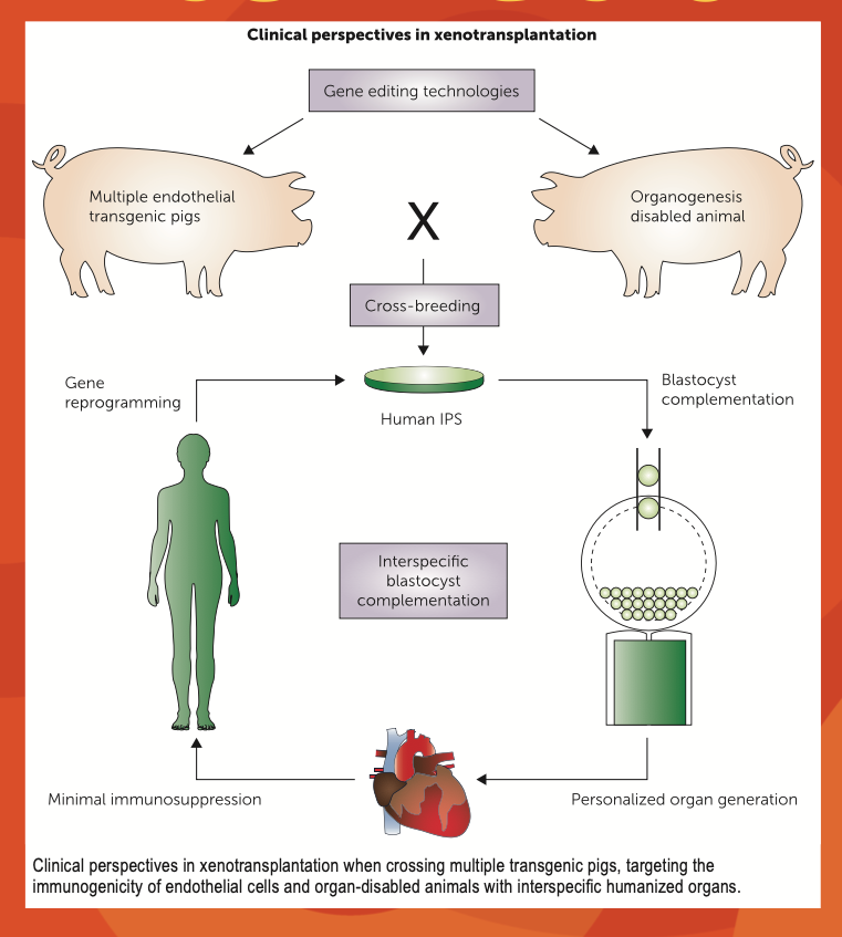 The National Kidney Foundation <a href="/nkf/">National Kidney Foundation</a> and Food and Drug Administration <a href="/US_FDA/">U.S. FDA</a>  are meeting with Patients, Care Partners &amp; Healthcare Professionals to discuss Xenotransplantation as a potential new treatment for ESRD. Take the survey and share your thoughts! bit.ly/3Ah2pOo
