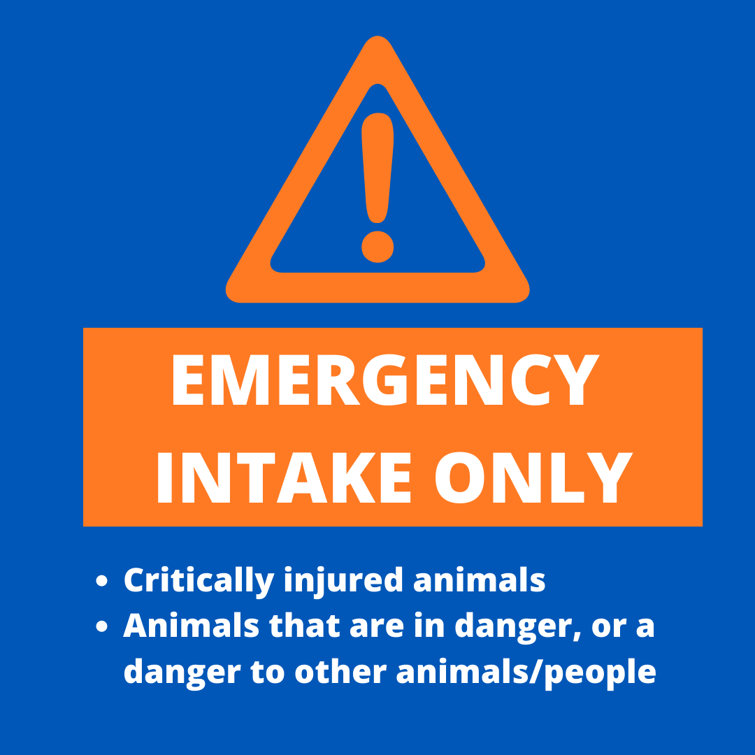 DallasShelter's tweet photo. ATTENTION: Unfortunately we are still dealing with the impacts of the ransomware attack on the City of Dallas. We are still limiting our intake to emergencies only. But we are still open for in-person adoptions and foster/rescue tags! #BeDallas90 https://t.co/9M0u4GBWwO