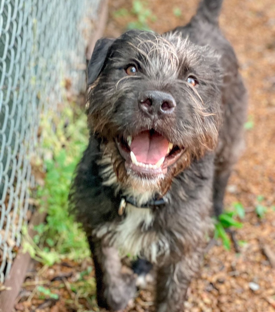 ADOPT: Miles!

What an adorable Muppet… Miles is just two years young and ready to play fetch. He’s around 58 pounds and believed to be a giant Schnauzer mix. Interested in meeting him? Contact <a href="/nashvillehumane/">Nashville Humane</a>! ✌️❤️🐶 #tinybutmighty