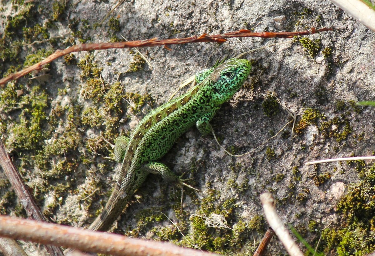 TrishHealson's tweet photo. #Lizard #Zauneidechse #Aargau #Switzerland https://t.co/ac9O7XEyAG