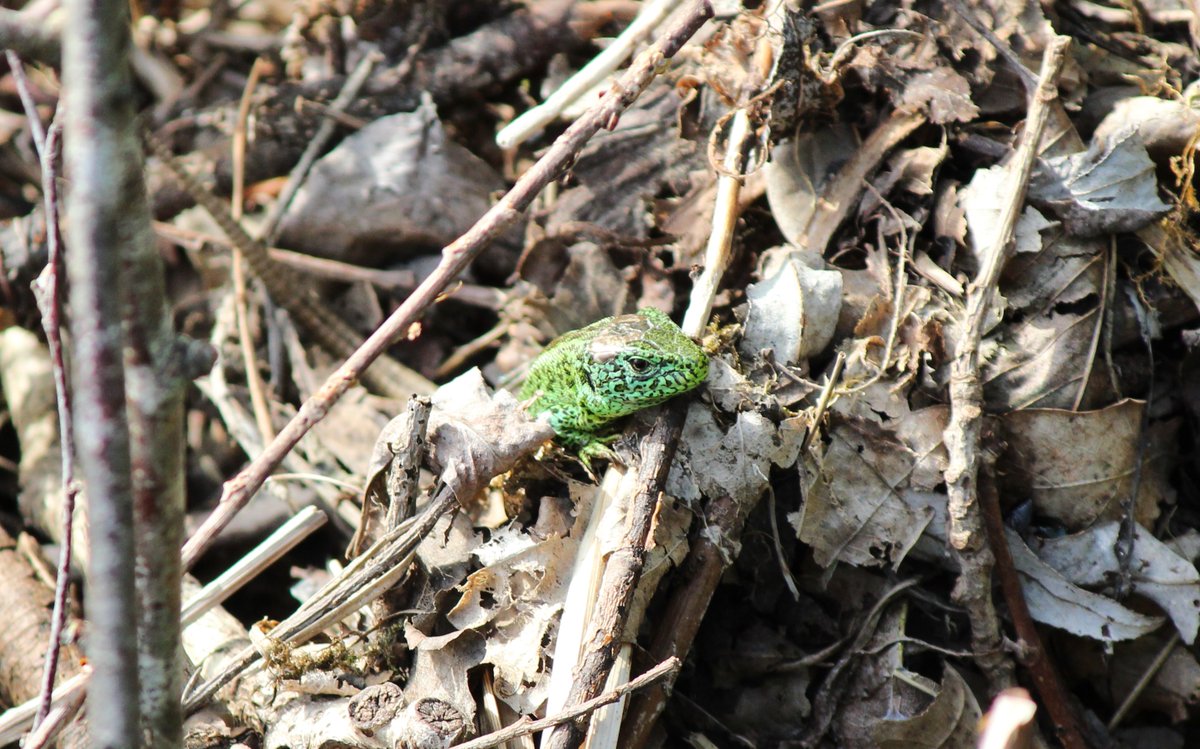 TrishHealson's tweet photo. #Lizard #Zauneidechse #Aargau #Switzerland https://t.co/ac9O7XEyAG