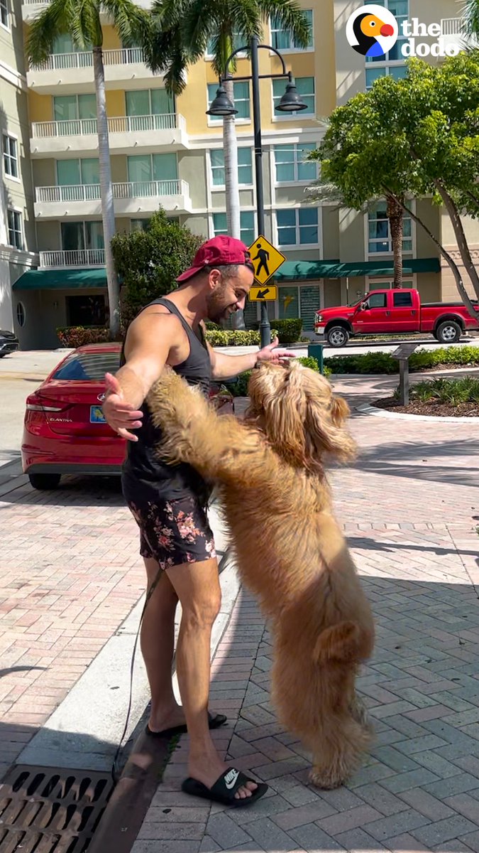 けっく on Twitter "RT dodo Guy takes his dog as his +1 everywhere he goes — and has the best