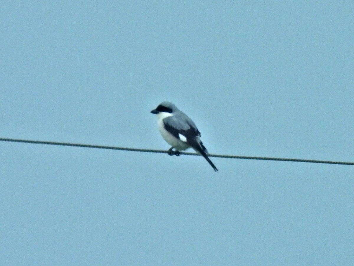 Kara alınlı mı yoksa büyük örümcek mi? #hangitür <a href="/alpertuydes/">Alper Tüydeş</a> <a href="/matvor/">Gökçe Coşkun</a>