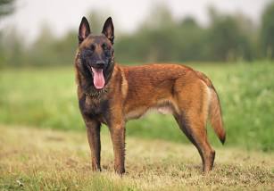 Zee_Seed9's tweet photo. Dear 
South Africans🇿🇦

who love their own country, can we buy this sniffer dog for Xolani? I don't know why SAps don't use theirs!

This dog will make things very easy for him.

SAns ONLY🇿🇦🇿🇦 https://t.co/rKIiL6PbND