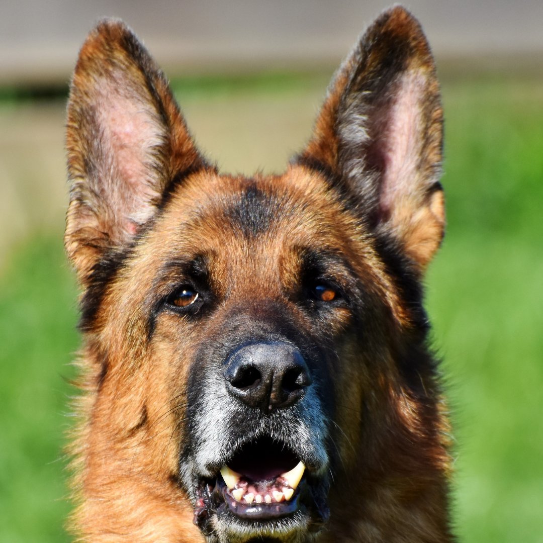 It's German Shepherd Day!

OH POLICE DOGS!

They aren't just police dogs Beaks, but lets get into the history of this amazing breed!

YAY A DOG THREAD

#GermanShepherdDay