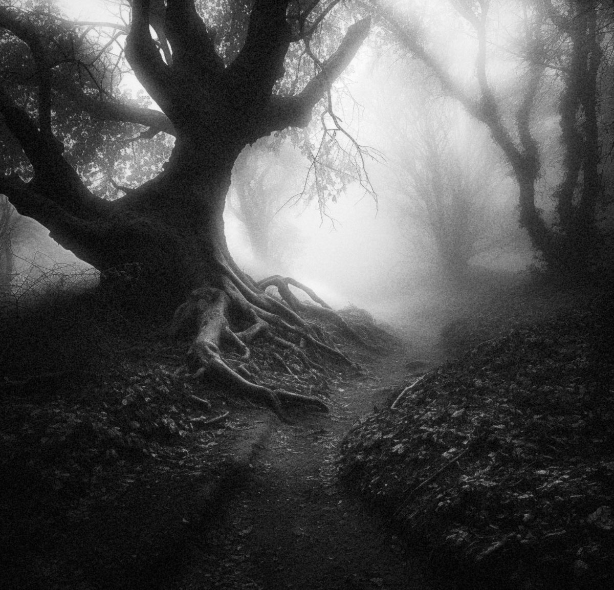 ForeverDarkVoid's tweet photo. viewfromgrave: Roots Of Abandoned Memories
+ 
Fine Art Prints available: https://t.co/ThzfUtWNRp 
+
#roots #tree #woods #forest #oldtree #infraredphoto #greatshots #nature #bnwmood #life #ir #bnwphotography #captures #bw #blackandwhitephoto #monochrome … https://t.co/WAPwlerHFK