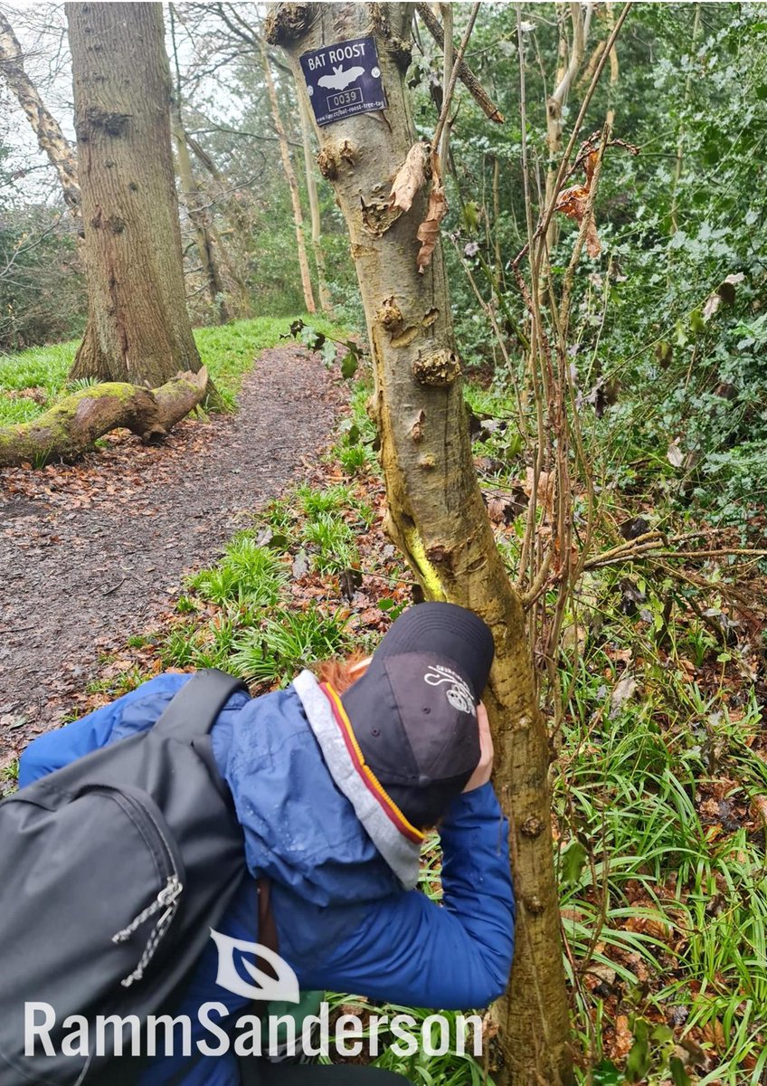 RammSanderson's tweet photo. RammSanderson have recently provided our team with an internal training programme delivered by Matt Cook of B.A.T ecological and Morgan Hughes. So far we have had the benefit of lectures about bat ecology and been lucky enough to find a bat roosting in a tree!

#Team #Ecology https://t.co/Ep43IxdDaO
