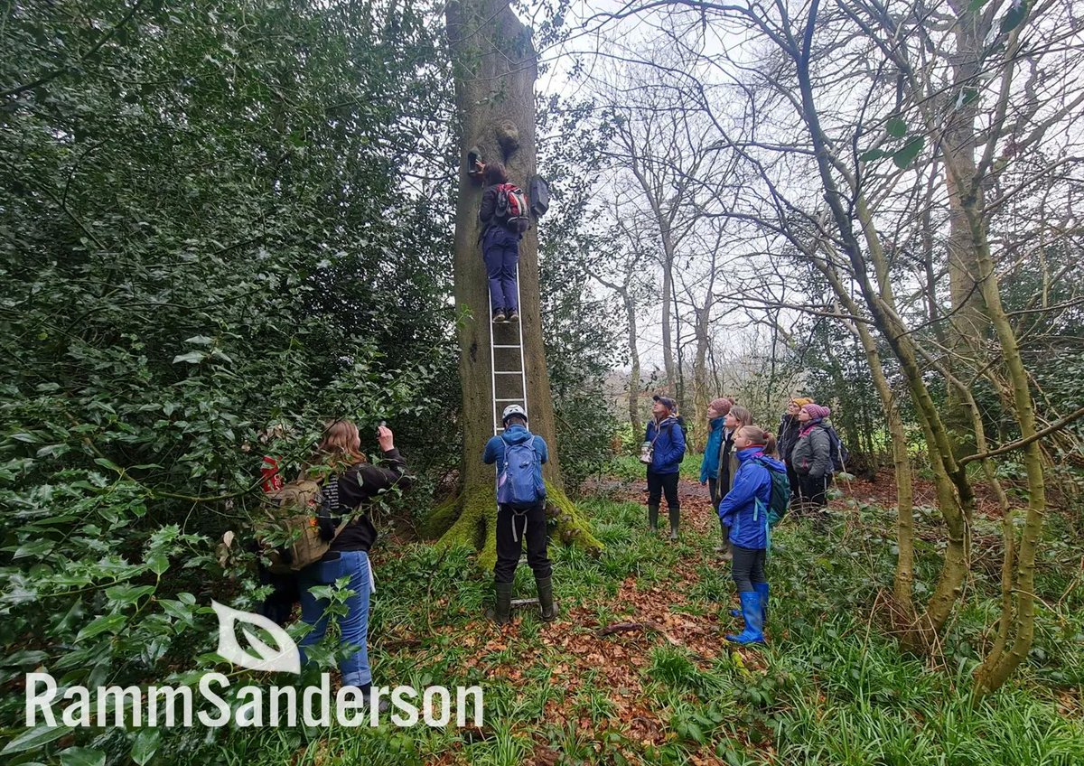 RammSanderson's tweet photo. RammSanderson have recently provided our team with an internal training programme delivered by Matt Cook of B.A.T ecological and Morgan Hughes. So far we have had the benefit of lectures about bat ecology and been lucky enough to find a bat roosting in a tree!

#Team #Ecology https://t.co/Ep43IxdDaO