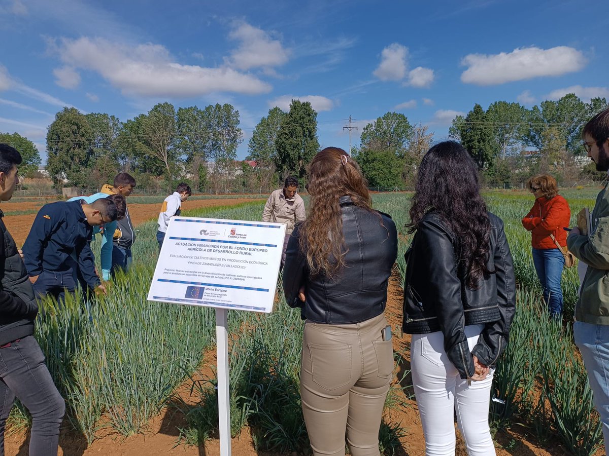 ITACYL's tweet image. Visita de los alumnos de la @UBUEstudiantes a los ensayos de la #FincaZamadueñas
🎑 Ensayos del proyecto #FORRAJES #FEADER de #ITACyL para la evaluación del rendimiento y calidad de leguminosas, cereales y cultivos mixtos. 
🔗 ow.ly/kUEf50OkgNh