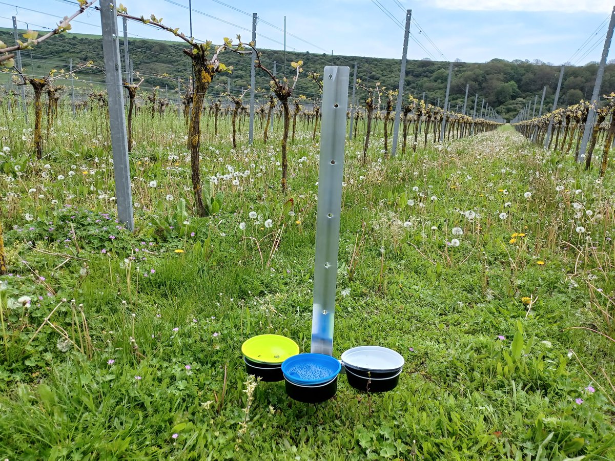 Aliceparfitt's tweet photo. Out with @SussexUni students today @RathfinnyEstate collecting data on the joint wildflower trials with @Buzz_dont_tweet  
All part of the #changingchalk partnership led by @TheSouthDownsNT, supported by @HeritageFundUK @PostcodeLottery @sewateruk https://t.co/kZLrZn8WR2