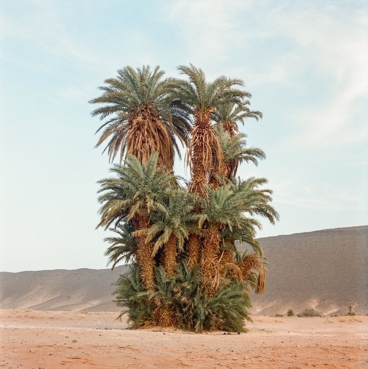 instagram's tweet photo. “Before It’s Gone” 💚 by Moroccan photographer @MhammedKilito, a @WorldPressPhoto winner  

https://t.co/LD0VNDd4VG https://t.co/ICatic8u2H
