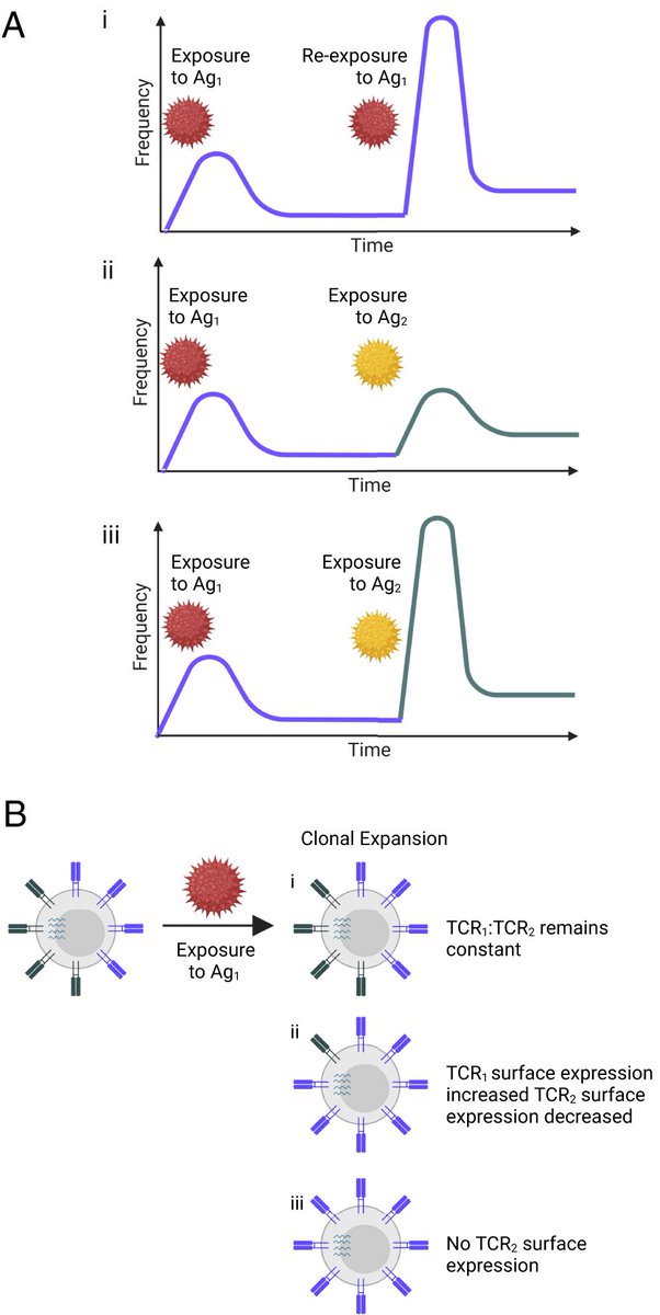 ImmunoHorizons's tweet photo. #OnTheHorizon perspective from Laura M. Rogers @MayoClinic:
Dual TCR-Expressing #TCells in #Cancer: How #SingleCellTechnologies Enable New Investigation
#ReadIH #openaccess @ImmunologyAAI #societypublisher 👉 https://t.co/wUFLSpWHHz https://t.co/fhzxafDLU2