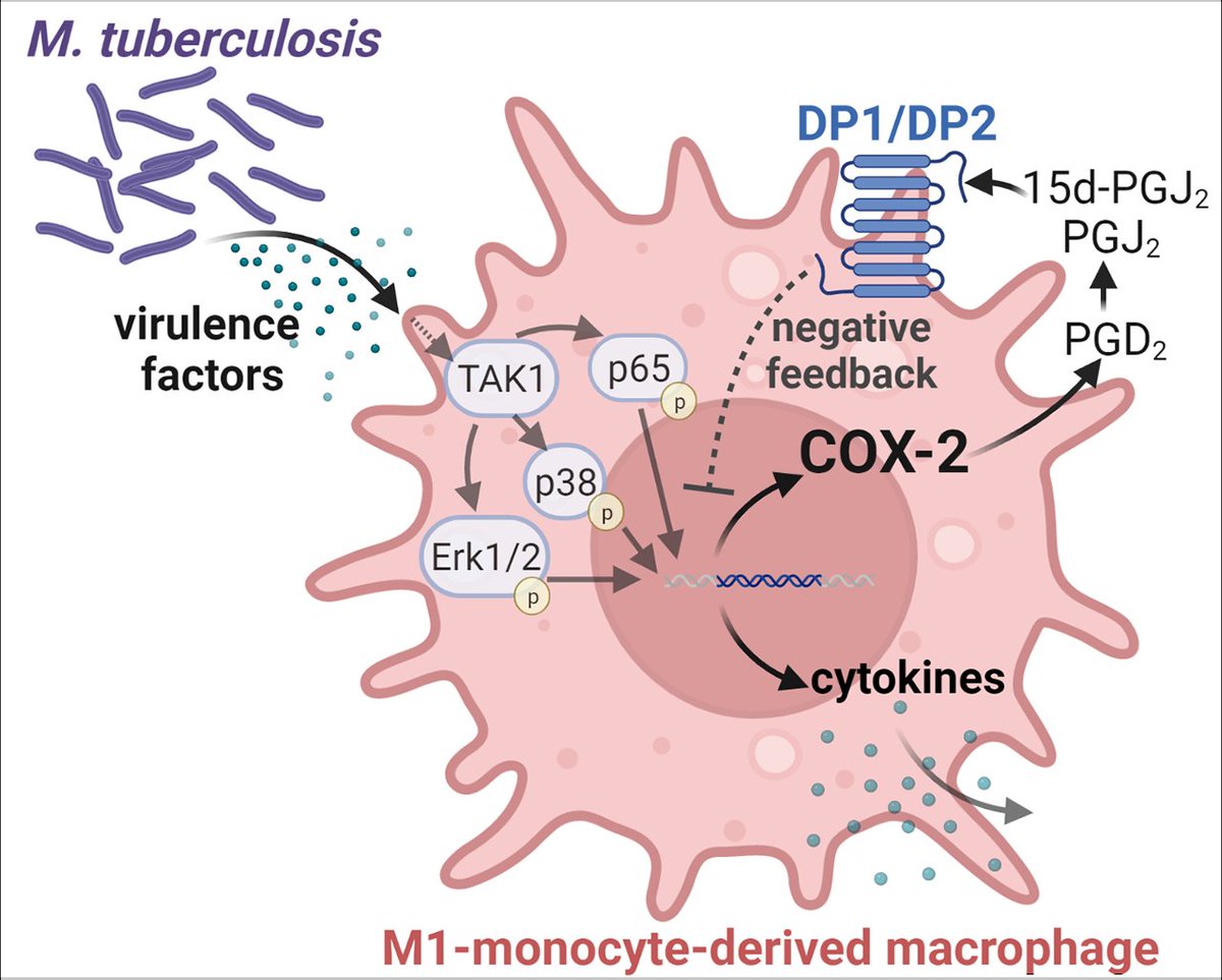 J_Immunol's tweet photo. M. #tuberculosis induces #COX2 expression in human M1-#MonocyteDerivedMacrophages, along with robust formation of J2-#Prostaglandin that mediates #antiinflammatory effects 

from Oliver Werz @UniJena 

#ReadTheJI #immunology #mycobacterialimmunity 
👉 https://t.co/MYldGDD3IH https://t.co/Pbq35imSqj