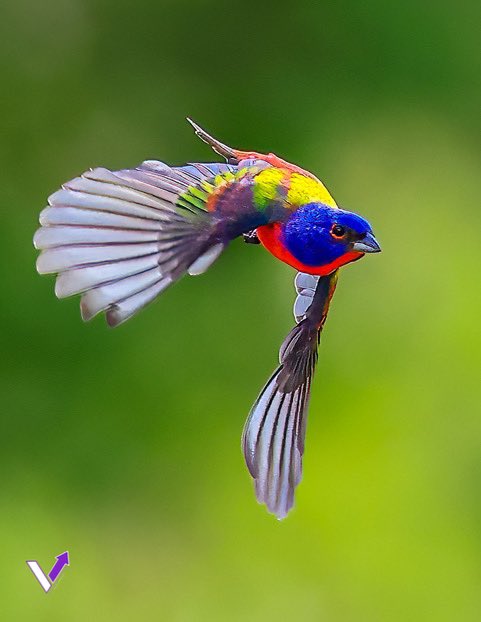 Victory_Rising's tweet photo. Painted Bunting 
@CanonUSAimaging 
Canon R3 
Canon ef 300mm is ii with 1.4x iii https://t.co/6tNwK3psR8
