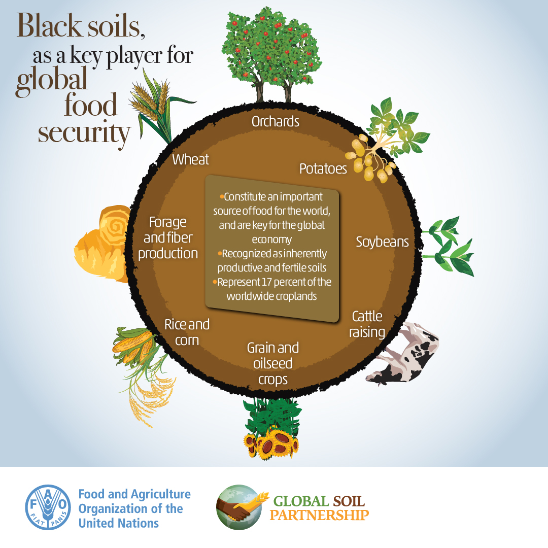 Healthy soils, healthy people! 🌱🌍 🧑‍🤝‍🧑 #BlackSoils are crucial for sustainable agriculture and feeding a growing population #SoilHealth 📚 Read the global status of black soils and find out why they are threatened and how to protect them 👉🏿👉🏿👉🏿 doi.org/10.4060/cc3124…