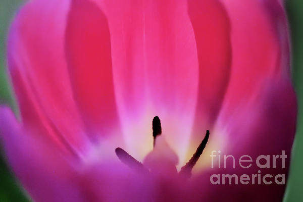 JohnStone996's tweet photo. New artwork for sale! - "Pink Tulip 2" - https://t.co/fusrXTyAUl @fineartamerica https://t.co/dsVroS3bjm