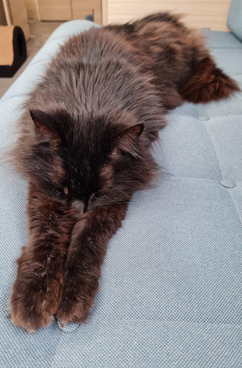 PopstheCat1's tweet photo. Muffy: We just had a huuuuuge thunder and rain. I'm practising my snoozle-dive in case the puddles get any bigger 🌧🌧🌧 #Hedgewatch #Puddlewatch https://t.co/IyZWMJFP8l