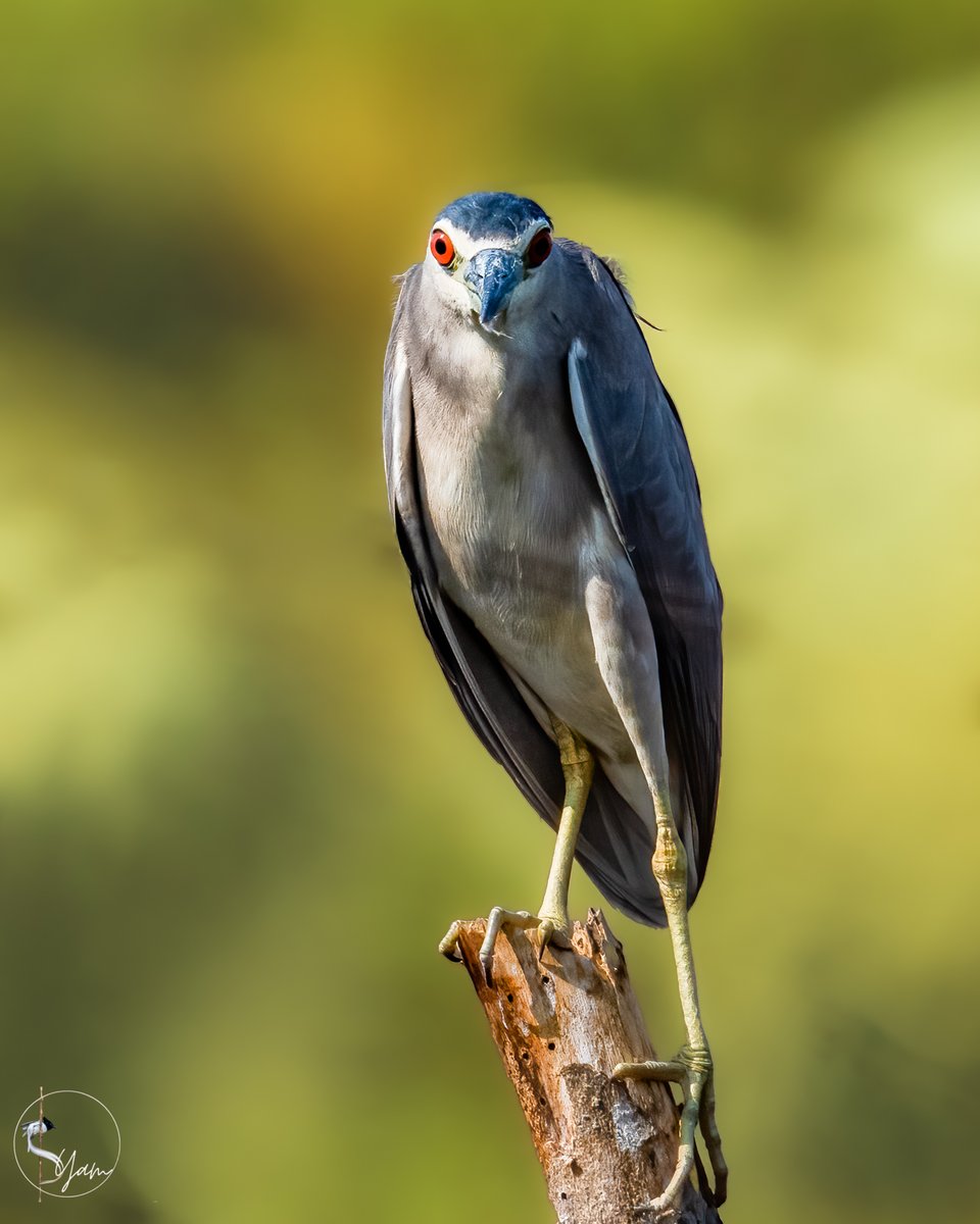 Black-crowned Night-Heron
Ameenpur, Hyderabad, Telangana
Mar2023

#blackcrownednightheron

instagram.com/syampotturi

#IndiAves #birdwatching #birdphotography #birds #BirdsSeenIn2023 #TwitterNatureCommunity #Nikon #D850 #SIGMA60600mmSports #AmeenpurBHS