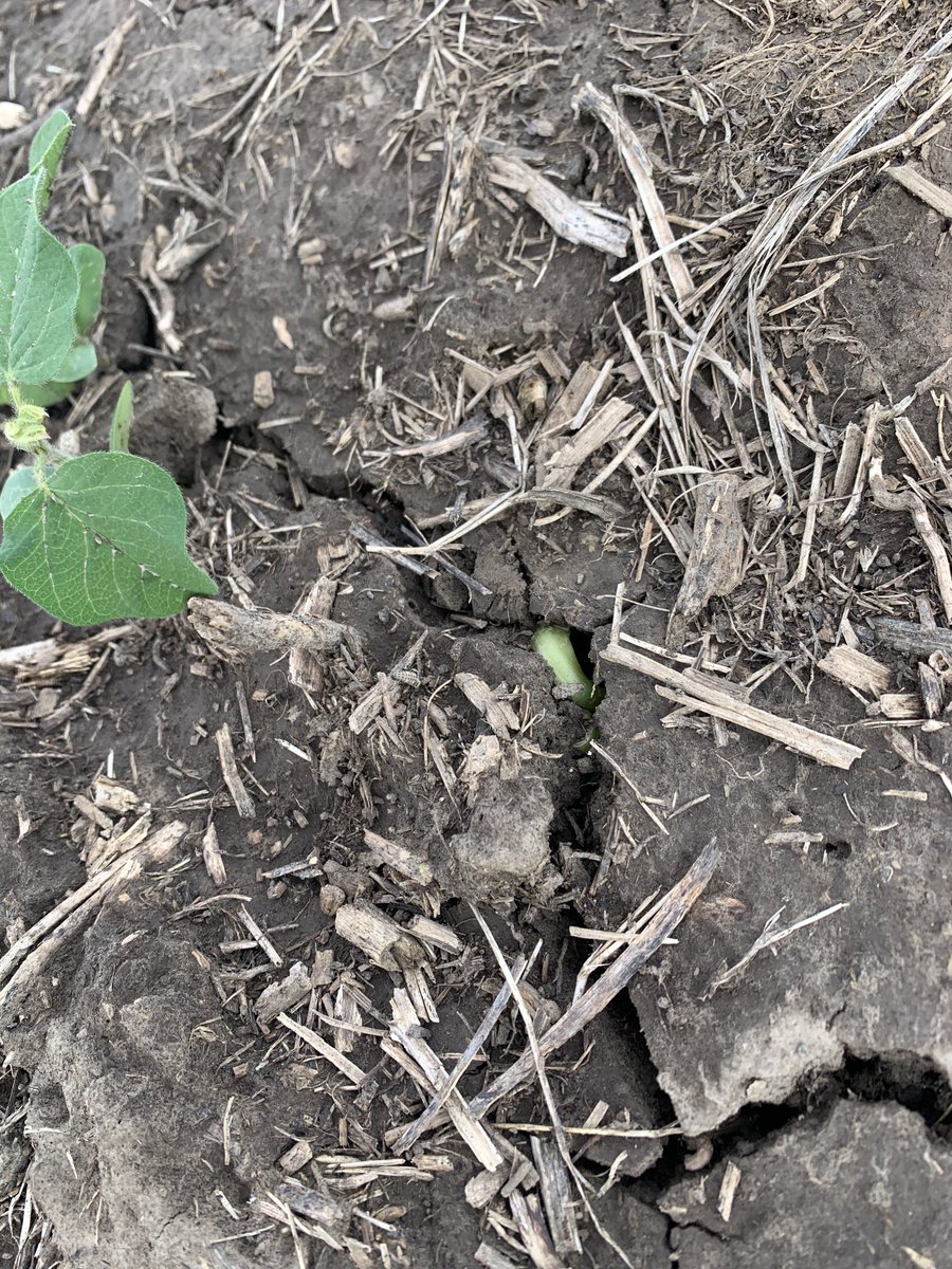 4151E3 been pushing on this crust for 3 weeks and still trying!  Finally got some much needed rain. These beans are a stud! #missouriagrigold #plant23 #keeppushing