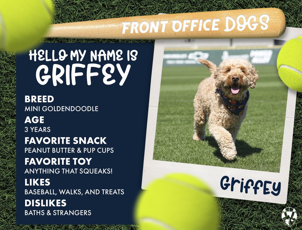 AviatorsLV's tweet photo. Bark in the Park returns tonight!
We want to take a moment to wish a very happy birthday to GRIFFEY! ππ #Finally21 #InDogYears
Griffster is the fuzzy friend of James, our Senior Director of Sponsorships. Paw-ty hard, little friend! π https://t.co/6hXdFxEYxo