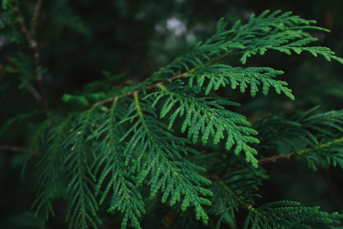 ubcmsl's tweet photo. Dr. Tal Shalev (@tj_shalev) and researchers from the @BohlmannLab reveal genomic insights for a cornerstone forest tree species of the Pacific Northwest, the iconic Western #Redcedar.
Learn more about their work and two impactful publications: https://t.co/XRg67AuSZP https://t.co/fNxxaNE4eB