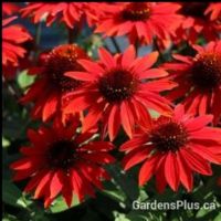 Happy Mother's🌸 Day to all moms - mailchi.mp/dabcf758414a/h…