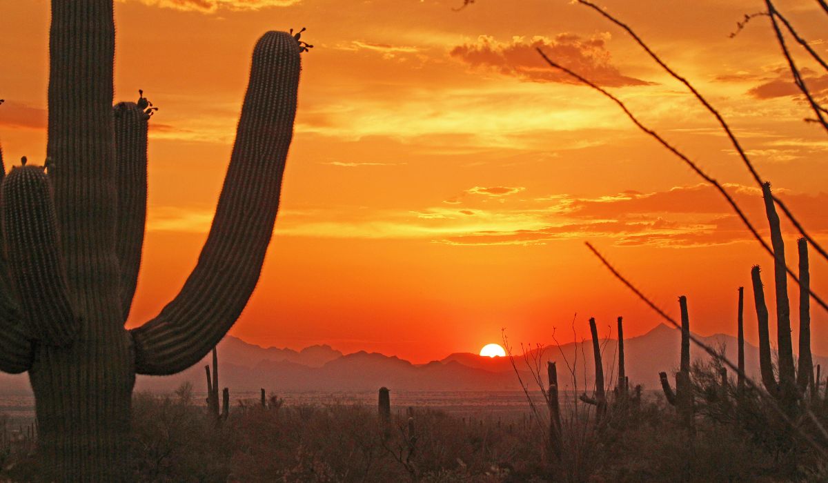 The following 10 spots are the best running trails in Tucson, offering some of the most stunning views and #training opportunities: bit.ly/44P69EH

#Tucson #ExploreTucson #TucsonAZ #TucsonLife #TucsonVibes #TucsonLove #TucsonStyle