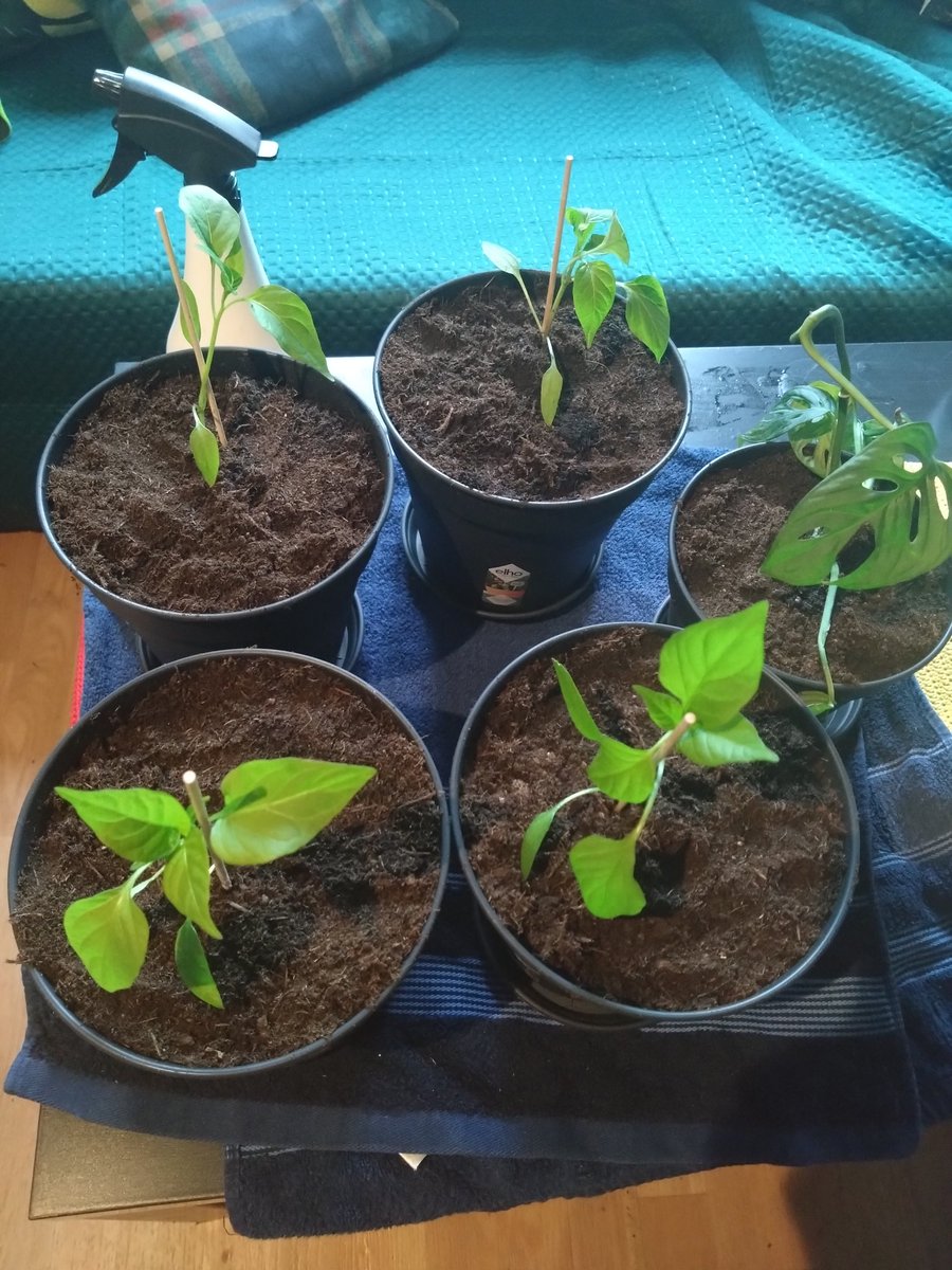 andreas_spr's tweet photo. Vier kleine Paprikapflänzlein (selbst gezogen) haben ein neues, ein eigenes Töpfchen erhalten.
Und ein Töpfchen mit Monkey Leaf Monstera (monstera adansonii) zum Ergrünen eines Behördenbüros irgendwo in Leipzig.
#plantcontent https://t.co/Z5umwKEAEX