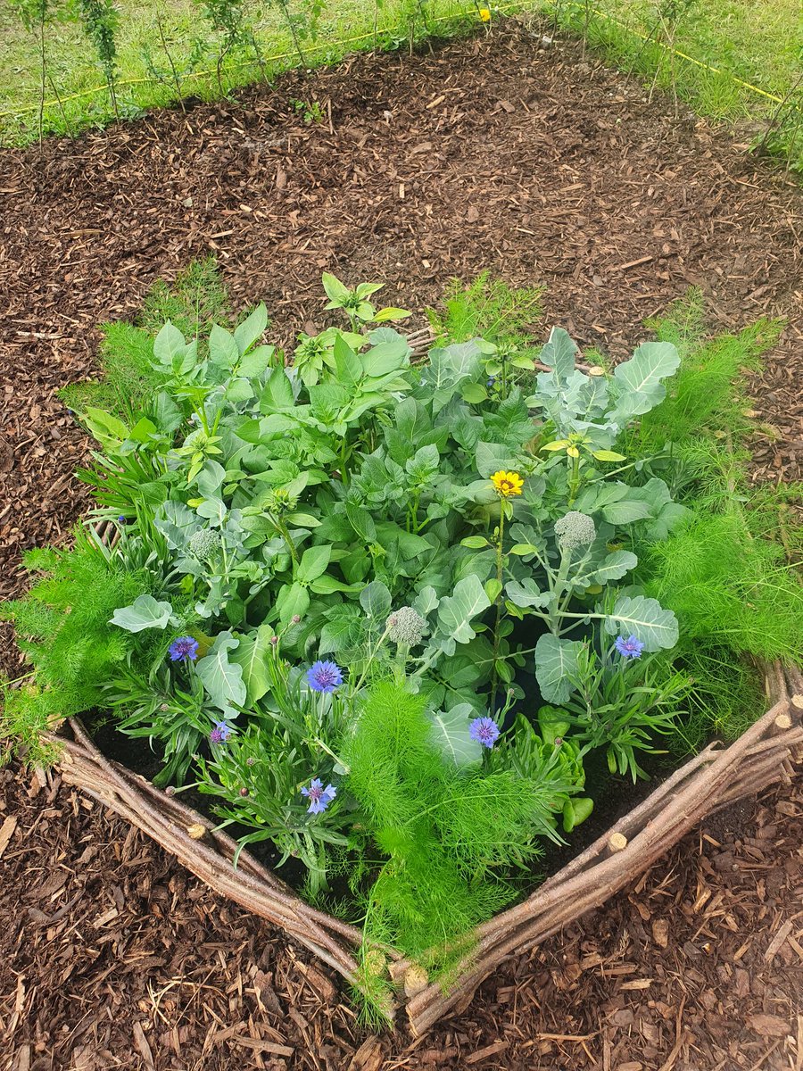 faiths4change's tweet photo. So beautiful to see the Ukrainian Peace Garden come to life on the Baltic Green... inspired by traditional food growing and a lovely community space to reflect 
🌸🥦👏👏 @svpliverpool @BigHelpProject @Eurovision @Everton https://t.co/JUvNstk0wr