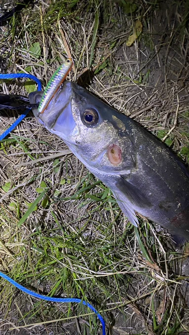 基本ほぼ毎日釣りしてます。