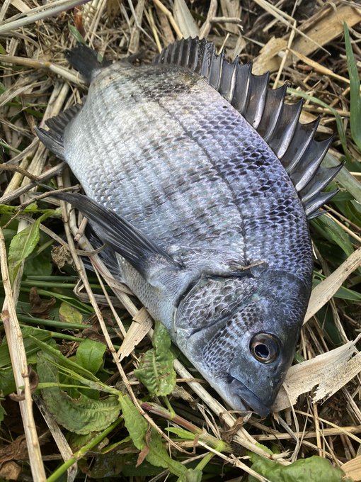 基本ほぼ毎日釣りしてます。