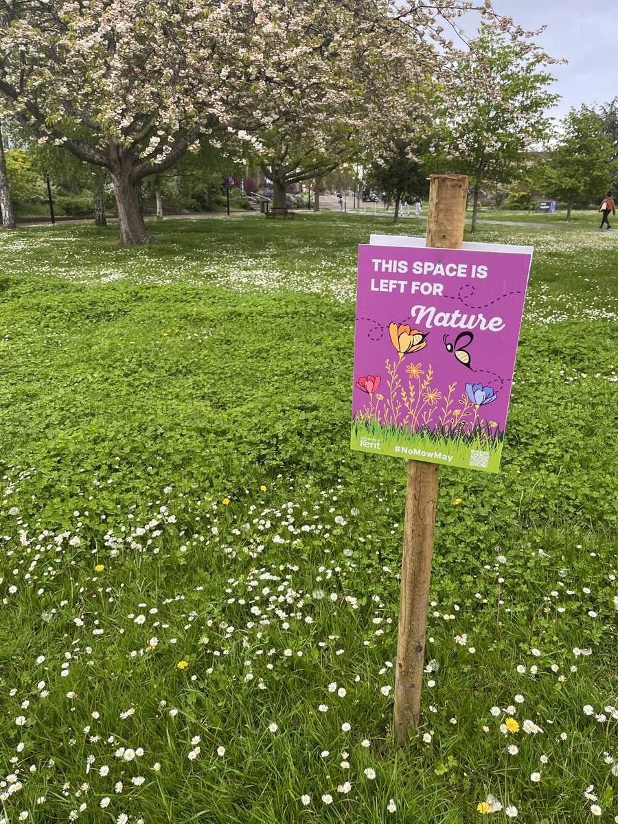 KatieSpencer229's tweet image. Love to see it 👏🌼🐝 @UniKent @DICE_Kent #NoMowMay and I think campus looks much nicer like this 😍