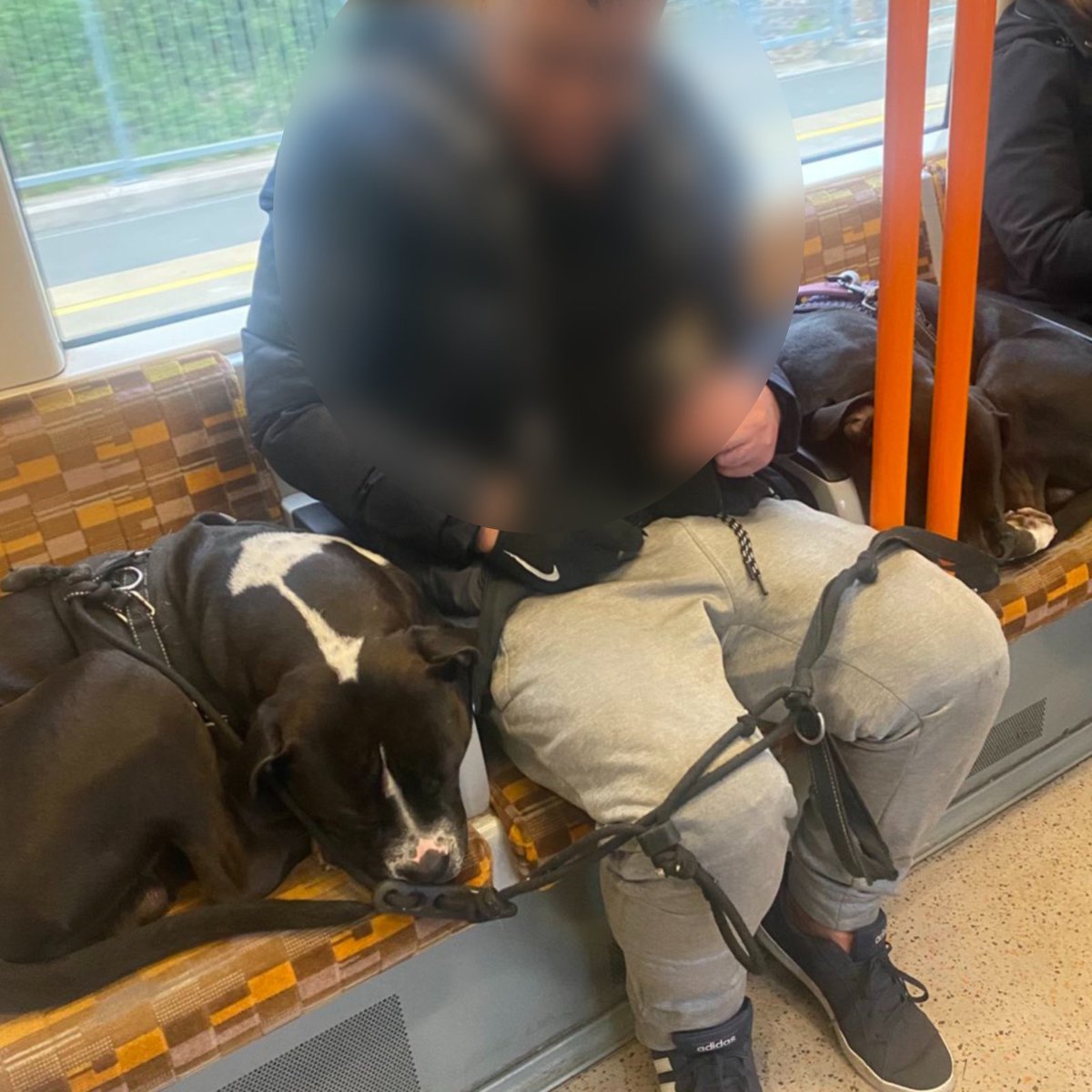 AnimalRising's tweet photo. This is heartbreaking. These are the two dogs who were murdered on Monday by the police.

When one of our supporters had met the two dogs on the tube recently (and taken these photos), their human companion had spoken of how much he adored the two and how soppy they were.

And just like that, they're gone - thanks to yet another abuse of power from the Met. After a weekend of stripping citizens of their human right to protest, this shooting of innocent dogs has angered thousands of us.

This isn't the future we want - for us, or for other animals. We deserve a kinder world than this.

Come together with us tomorrow at 8pm, to hold a candlelit vigil in memory of these two dogs killed by the police, and create a space to celebrate all life. 🐕🐄🐖🐎

Thursday • 8pm • Scotland Yard

#MetPolice #AnimalRising #AnimalJustice