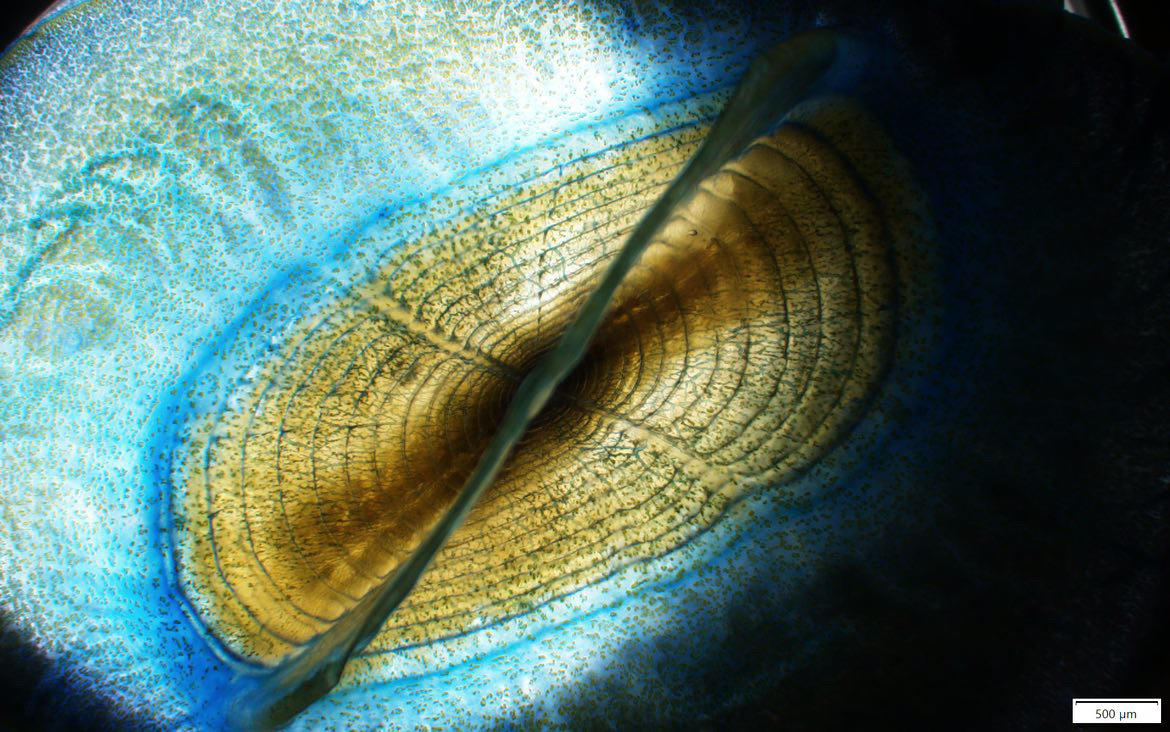 Scripps_Ocean's tweet photo. Take a peek under the microscope with Scripps PhD student Anya Štajner (@ScienceStajner)! 🔬 Here we see a #VelellaVelella, a #hydrozoa that has been washing up on Southern California beaches recently. Learn more about these cool creatures. ⬇️ https://t.co/SWmaqXoPt5