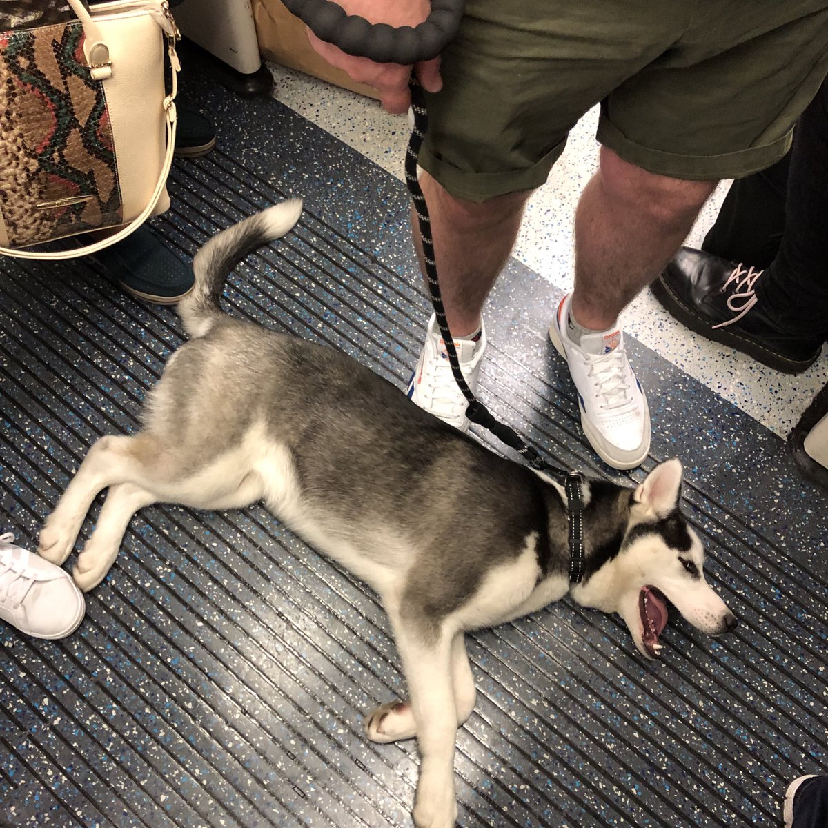 crappy day instantly improved by dog on tube 👇