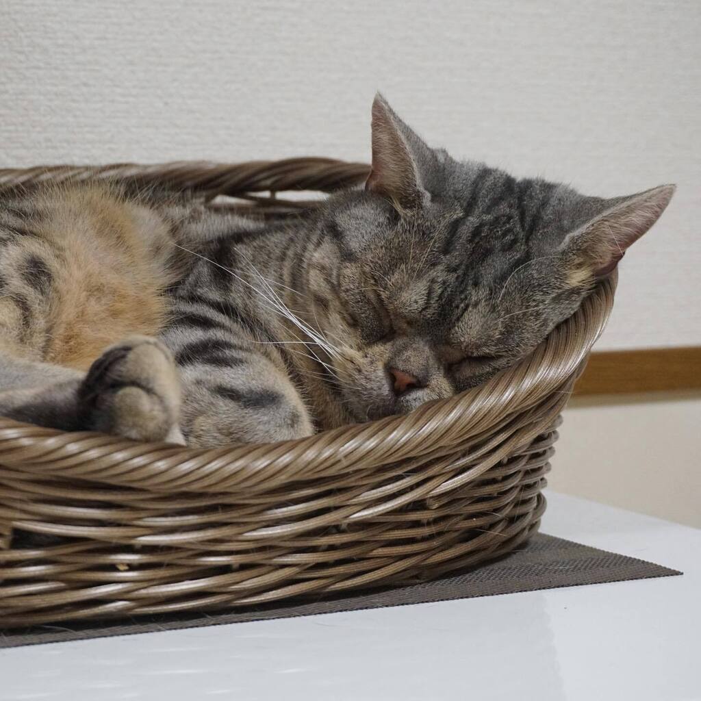 lay_cat_cat's tweet photo. 顔に寝癖がつきそうな感じだけど😅
・
・
#cat  #cats #instacat #catstagram #meow  #catlover #猫 #ねこ #neko #にゃんこ #ネコ #ねこ部 #mycat #にゃんすたぐらむ #猫好きさんと繋がりたい #アメショー https://t.co/fgw3wBqmmQ https://t.co/1GGsapXkAq