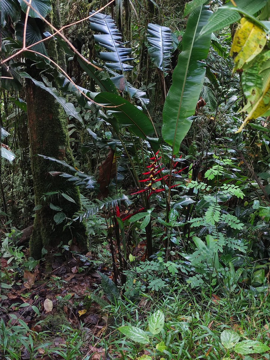 DannyCorrea25's tweet photo. La selva Ecuatoriana en todo su resplandor🦉🐦🦅🐦‍⬛🌎🏞️☕🙏🌿🦜
#heliconiacollinciana
@ChocolatesQr @WalterVillacis_ @DannyCorrea25 
#heliconia #ecuador #bosque #rainforest #yantzaza https://t.co/0u4ebjuGgZ