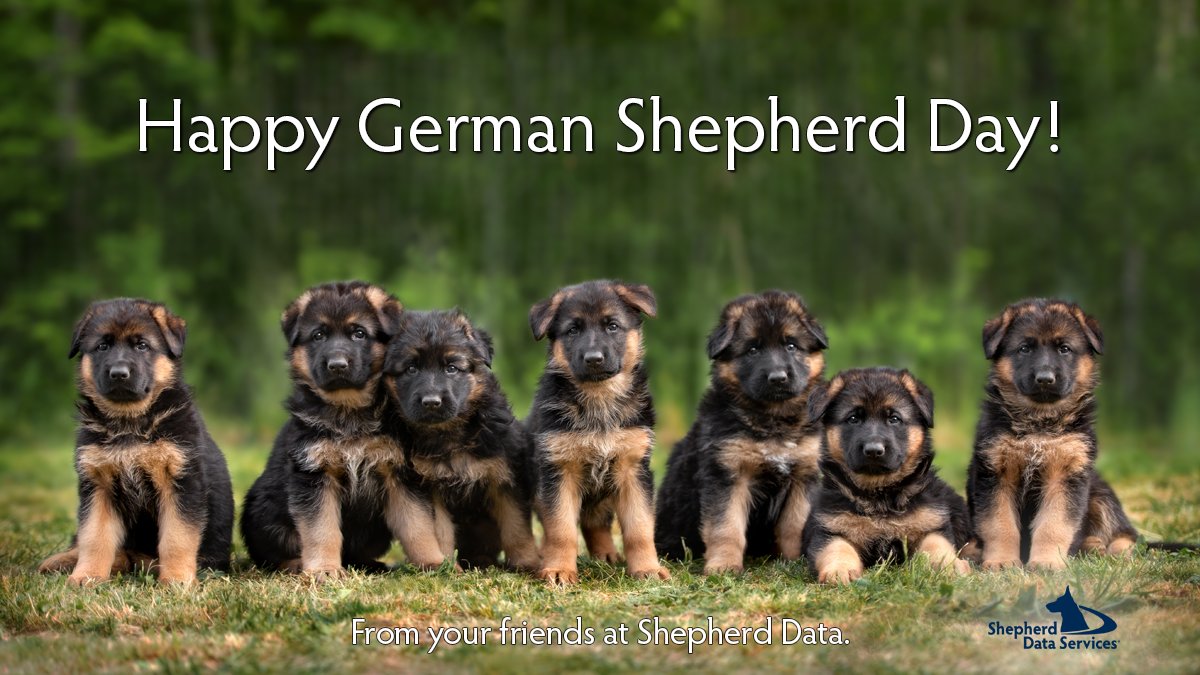 Happy German Shepherd Day! Loyal, intelligent, curious, hard working, and confident are just a few German Shepherd qualities.
#germanshepherdday