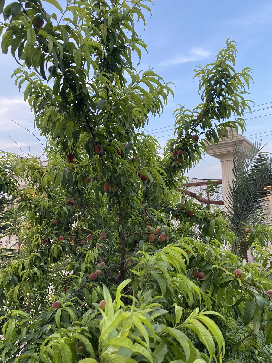 ab0sha's tweet image. Clean air and some fresh peaches