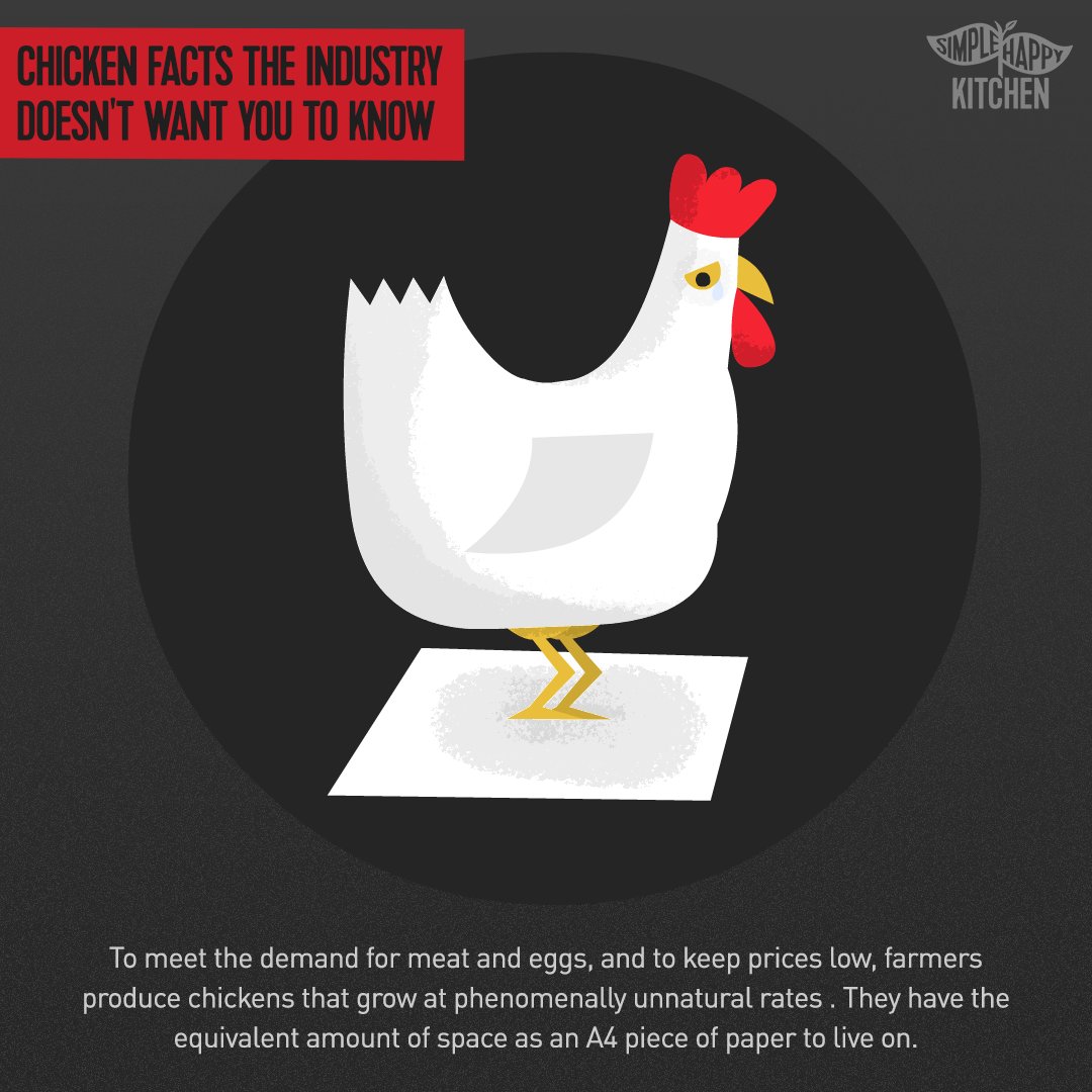 simplehappykchn's tweet photo. When chickens are confined to a space equivalent to an A4 paper, it can (and many times – does) lead to disease transmission, physical injuries, and psychological stress.

Don’t support an industry who treats chickens like products, go vegan! 🐓💖

#SimpleHappyChicken https://t.co/xB3QFrtKSC