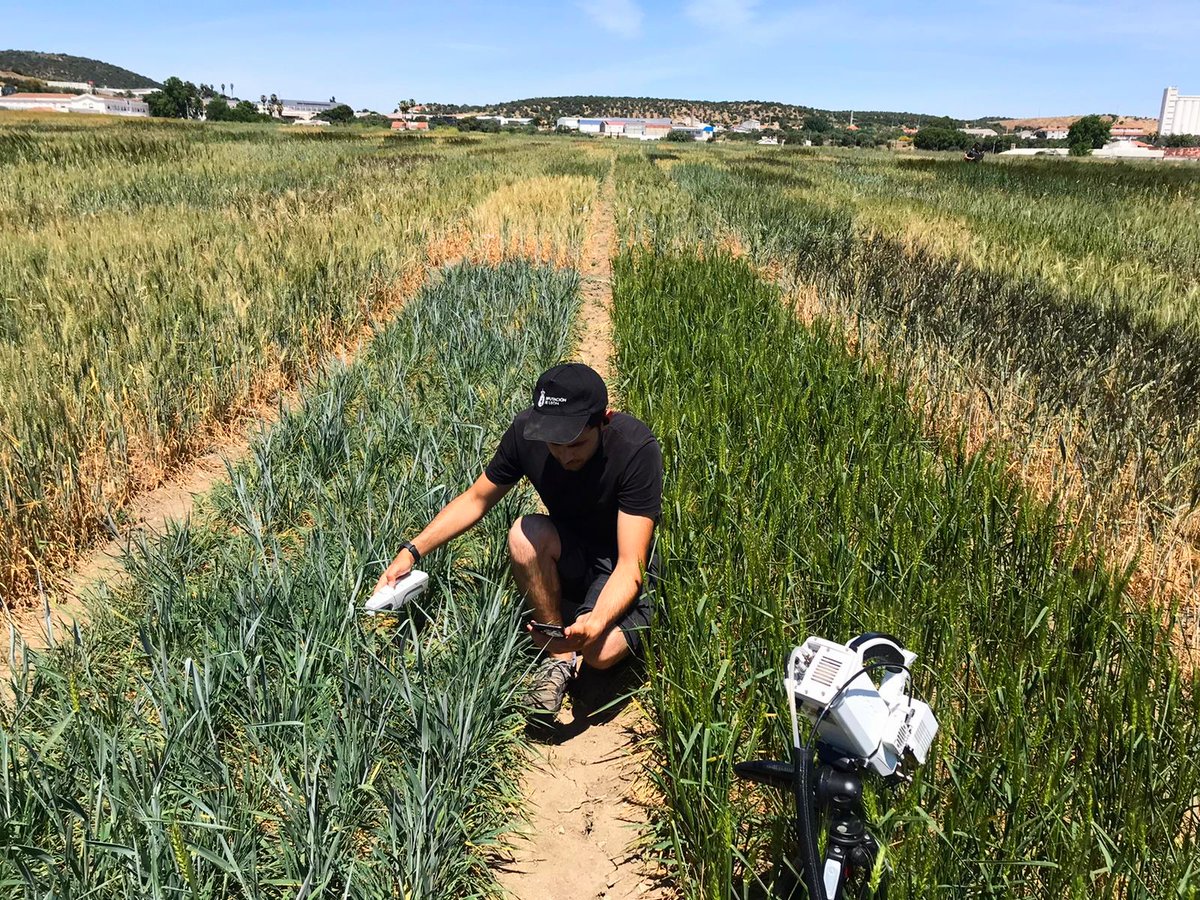 Today has been a field day in Elvas🇵🇹! We are studying how different wheat varieties🌾 respond to drought stress @rubenvicper @ander_yoldi @OmarVer53459480 @ArtuKata