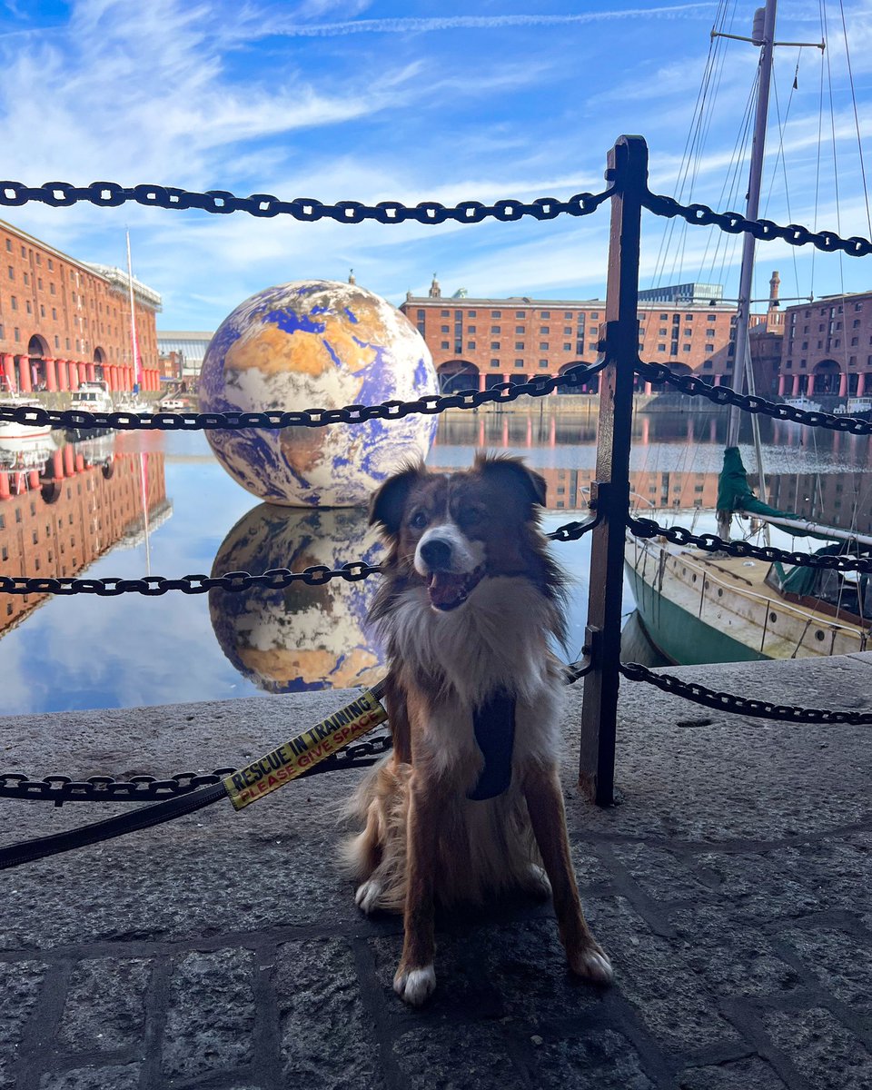 teddy_therescue's tweet photo. I went for walkies down at the waterfront and visited some of the #Eurovision2023 installations! I was really good other than barking at a policeman who said hello to me… he said he will give me an ASBO next time 🤭
#EurovisionLiverpool #DogsOfLiverpool https://t.co/Nxu1F8Bpjr
