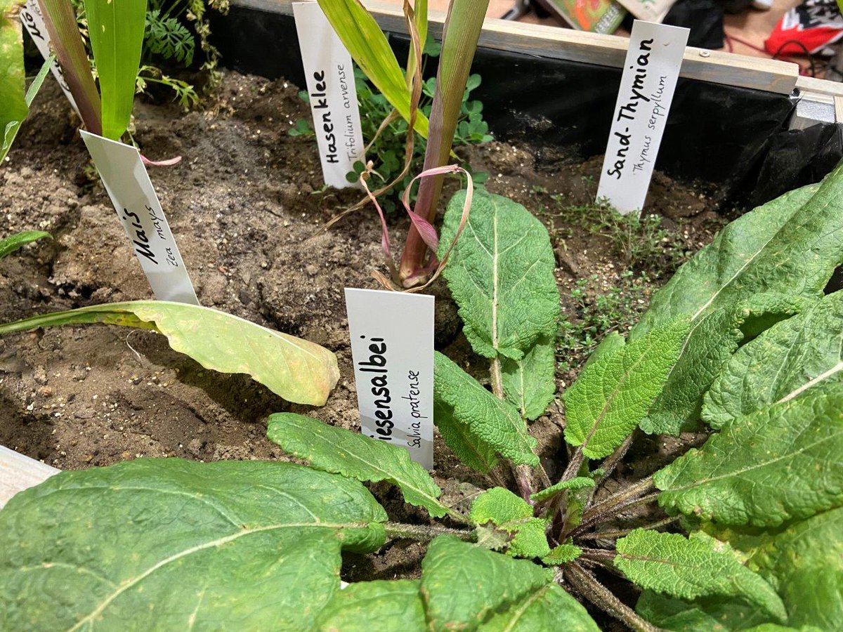 igz_leibniz's tweet photo. Ist das Unkraut oder Zukunft? 🌱
Die Kolleg*innen des #InnoWild-Projekts stellen das Projekt beim Potsdamer Tag der Wissenschaften vor und gaben einen Einblick in das Potential von #Wildpflanzen für neue Wertschöpfungsketten.
#ptdw23 #Science @ptdw23 https://t.co/CMzhvpSs7w