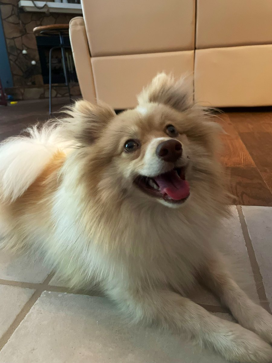 blairobertson's tweet photo. My honey bunny boo bear #disco #pomeranian https://t.co/gjtxqPJrYj
