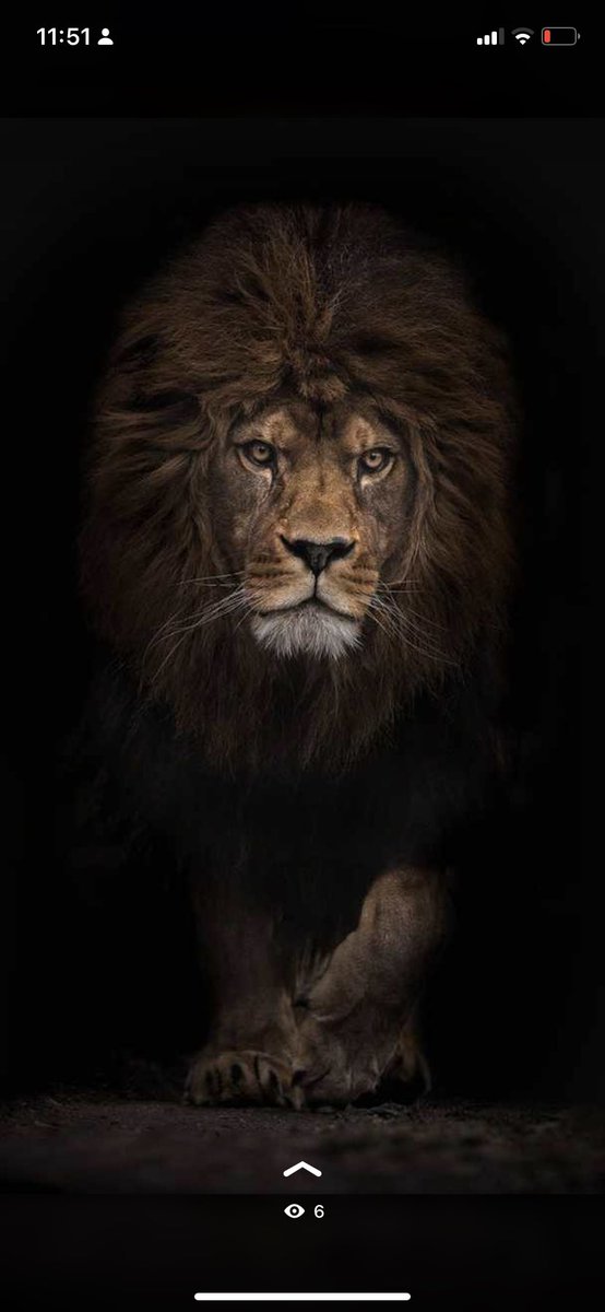 jibidar's tweet photo. Le lion marche souvent seul mais il sait où se trouve son troupeau et comment prot��ger ses siens. YJ Fa #jibidar #facommunication #citations #motivation https://t.co/dS9NP5zs5K