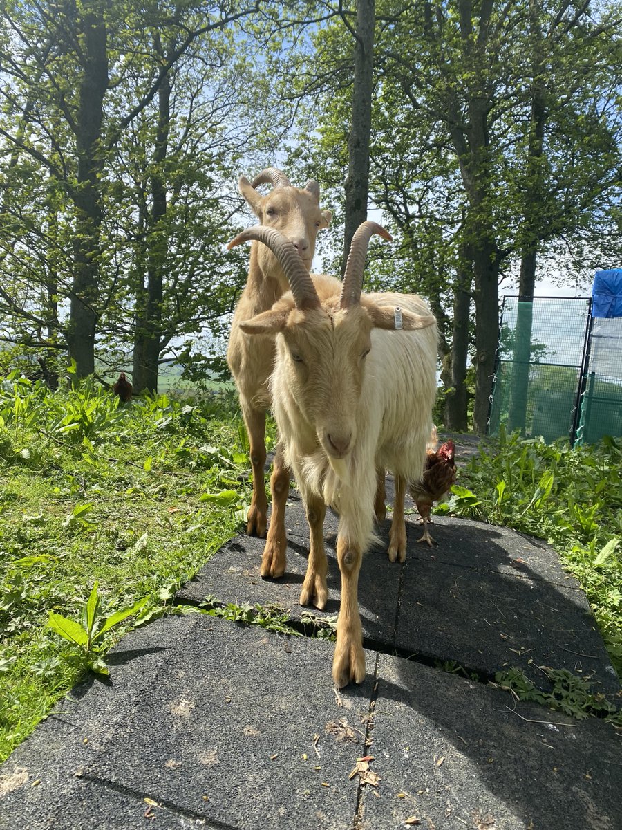 cravencollege's tweet photo. We have 2 new additions in the Animal Management Centre here at Craven College!

2-year-old brothers Swiper and Diago, the Golden Guernsey Goats! https://t.co/ALuJbR8xmf
